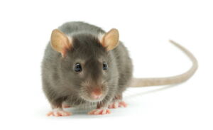 Najlepsze klatki dla szczurów domowych i hodowlanych